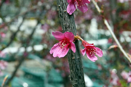 Plancia ëd Prunus yedoensis Matsum.