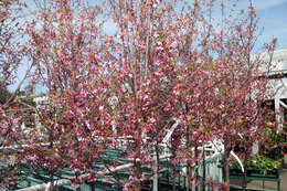 Plancia ëd Prunus yedoensis Matsum.