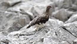 Image of Ptarmigan