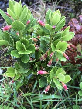 Image de Vaccinium reticulatum Sm.