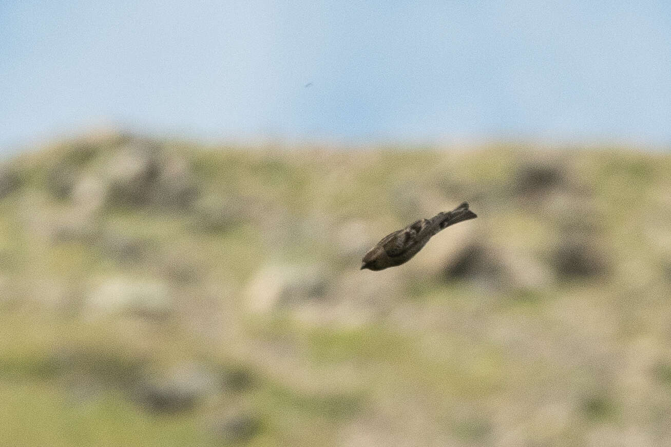 Image of Plain Mountain Finch