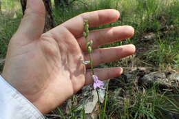 Image of foldear lobelia