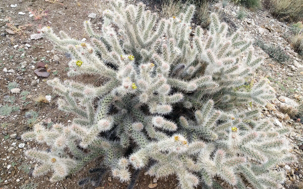 Image of Gander's buckhorn cholla