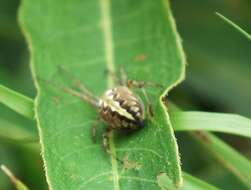 Image of Neoscona adianta (Walckenaer 1802)