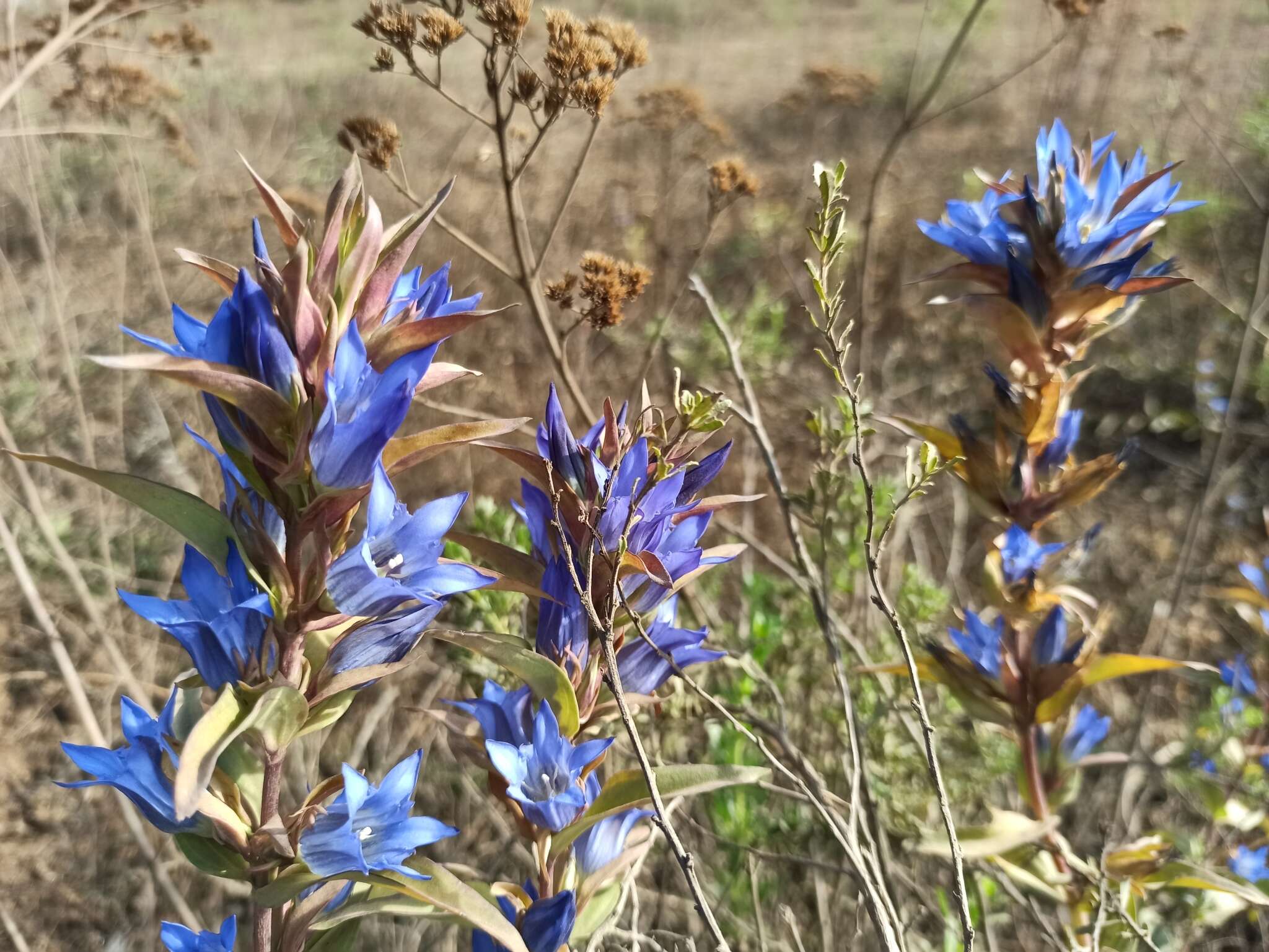 Image de Gentiana spathacea Kunth