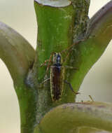 Image of Bisaltes fuscomarmoratus Breuning 1966