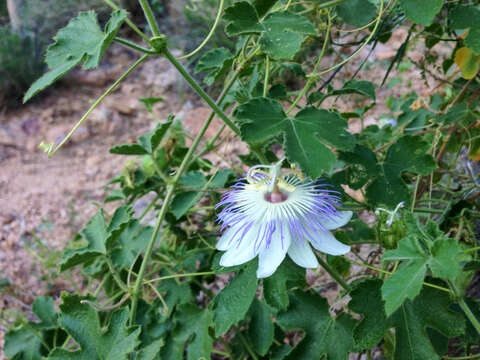 Passiflora arizonica (Killip) D. H. Goldman的圖片