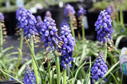 Image of Armenian grape hyacinth