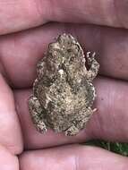 Image of African Dwarf Toad