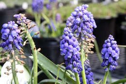 Imagem de Muscari armeniacum H. J. Veitch