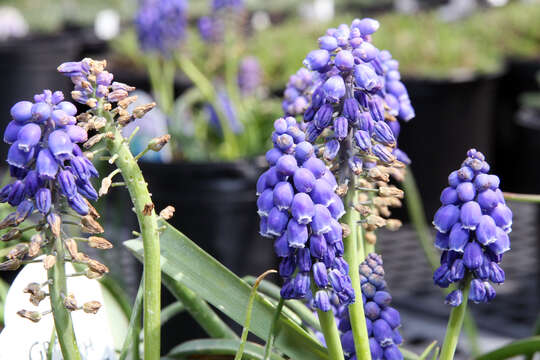 Image of Armenian grape hyacinth