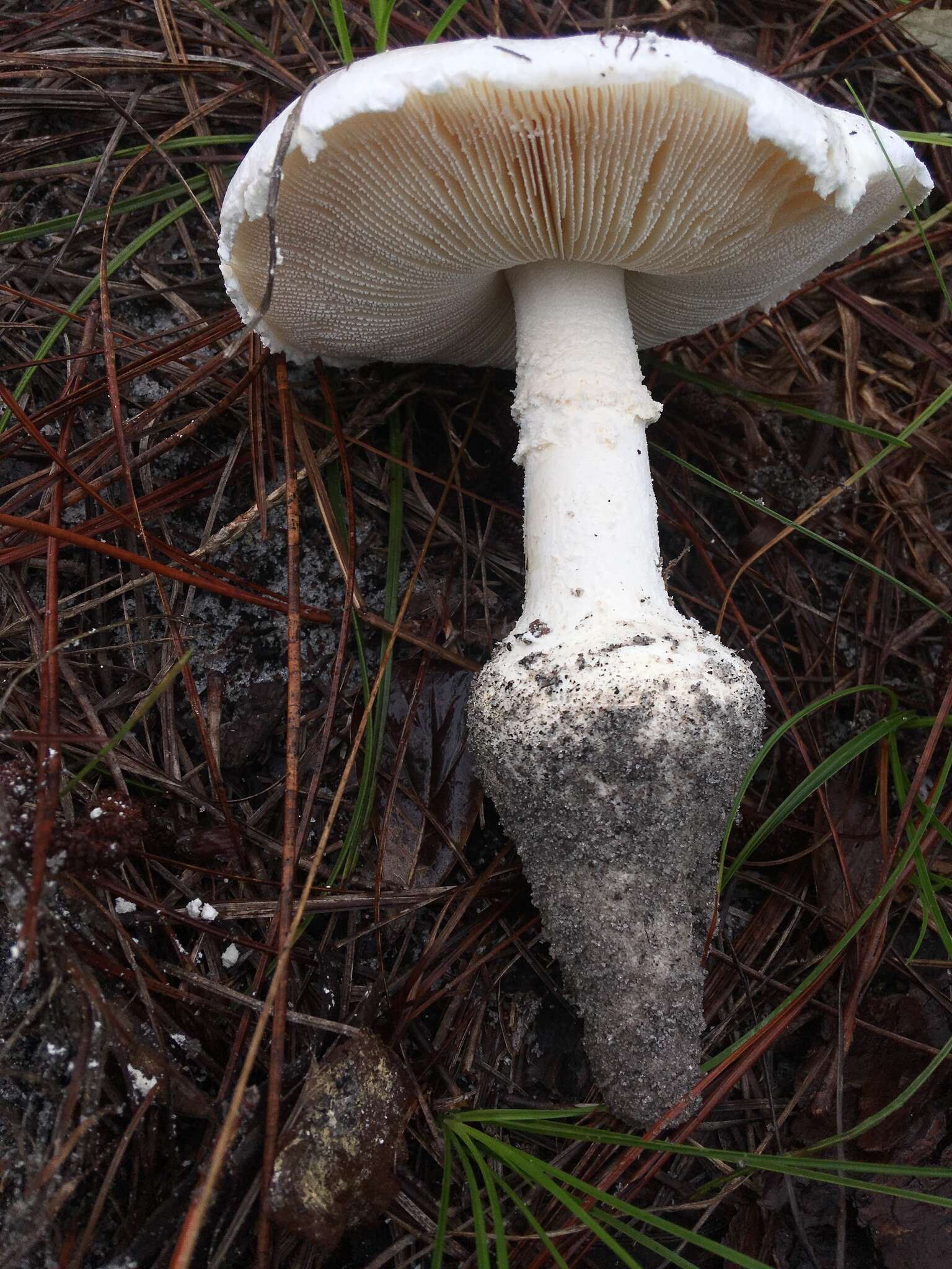 Image of Amanita rhoadsii (Murrill) Murrill 1939