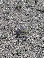 Image of Mono Lake lupine