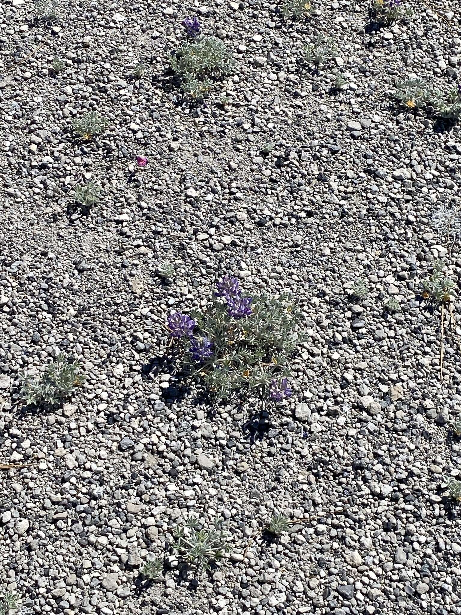 Image of Mono Lake lupine