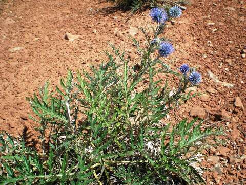 Image of Echinops ritro subsp. meyeri (DC.) Kozuharov