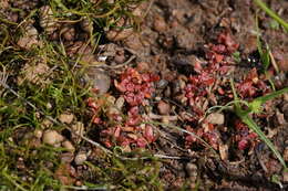 Image of California Waterwort