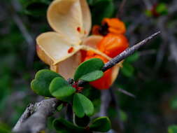 Image of Putterlickia pyracantha (L.) Szyszylowicz