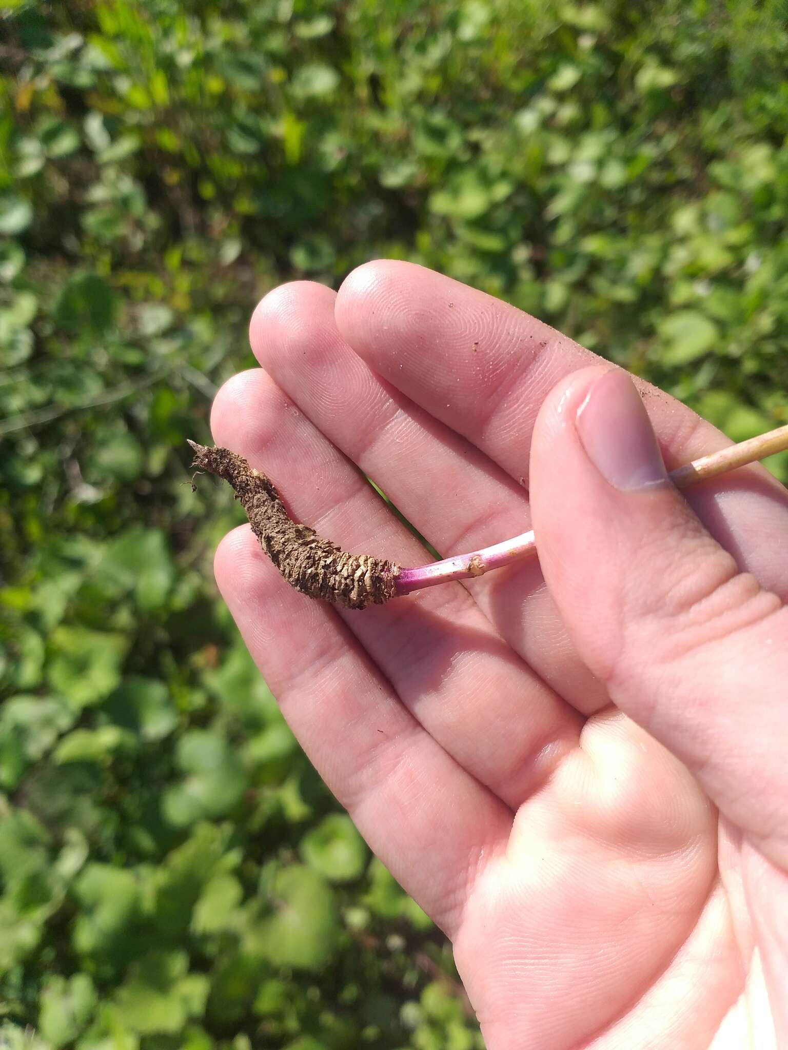 Image of Sisymbrium polymorphum (Murray) Roth