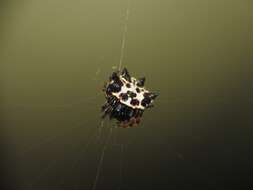 Image of Gasteracantha kuhli C. L. Koch 1837