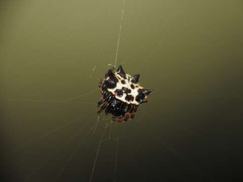 Image of Gasteracantha kuhli C. L. Koch 1837