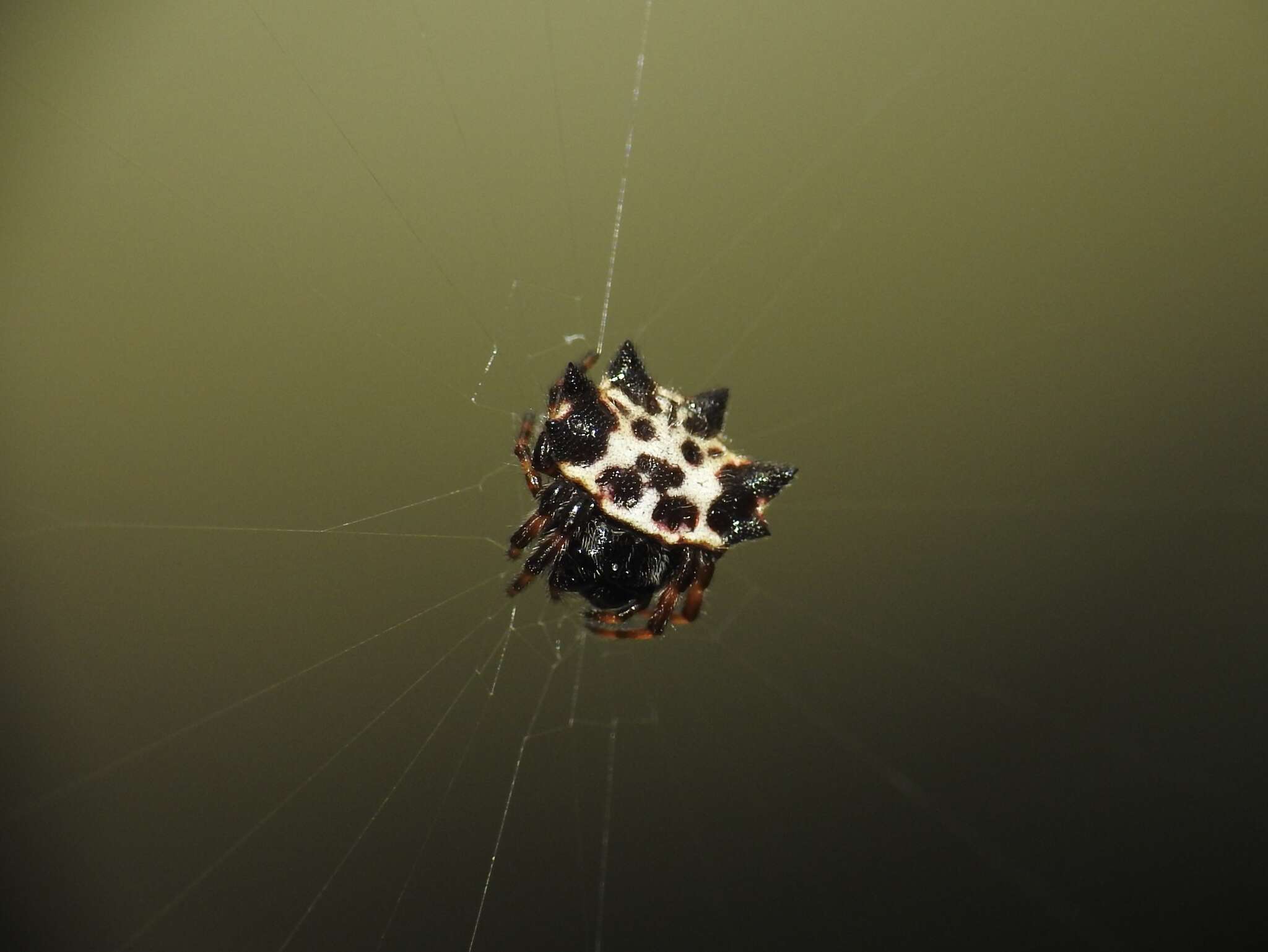 Image of Gasteracantha kuhli C. L. Koch 1837