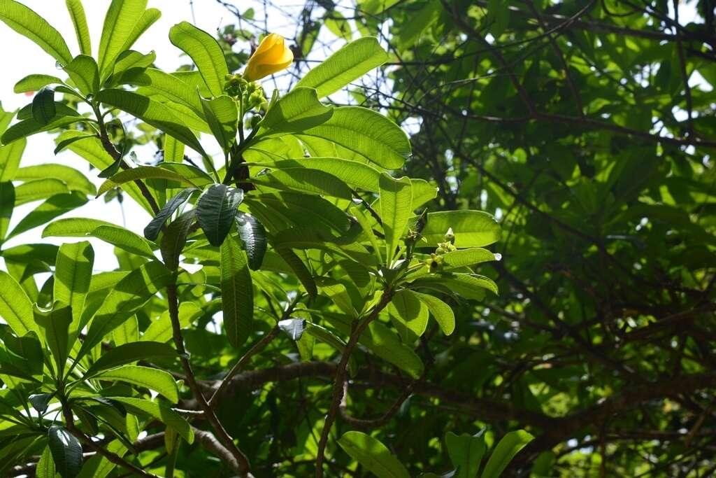 Image of Cascabela ovata (Cav.) H. Lippold