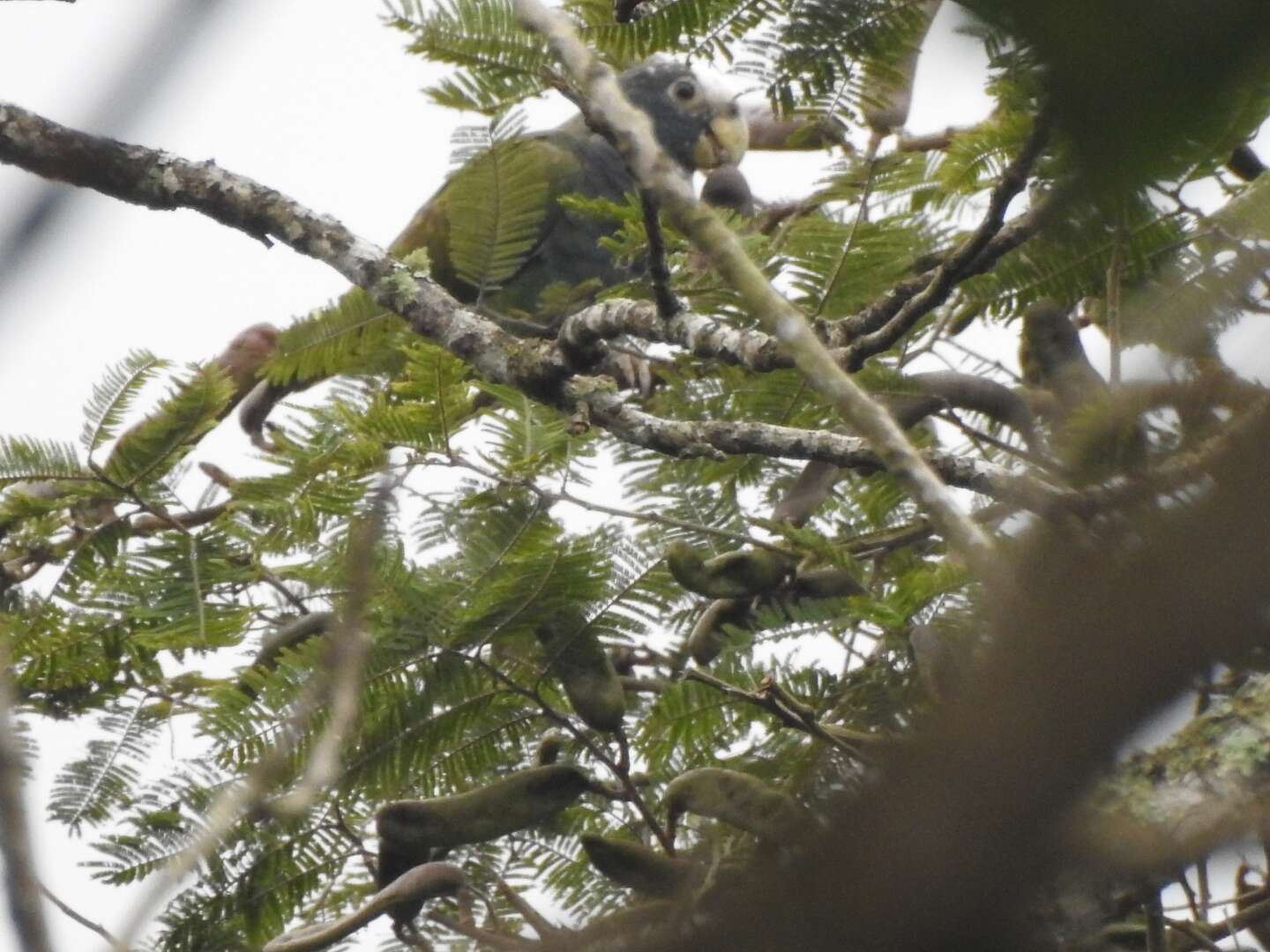 Image of White-crowned Parrot