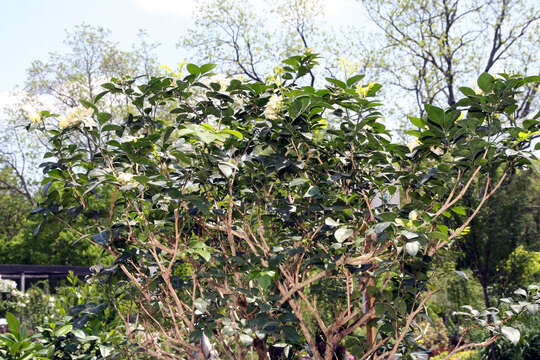 Image of orange jasmine