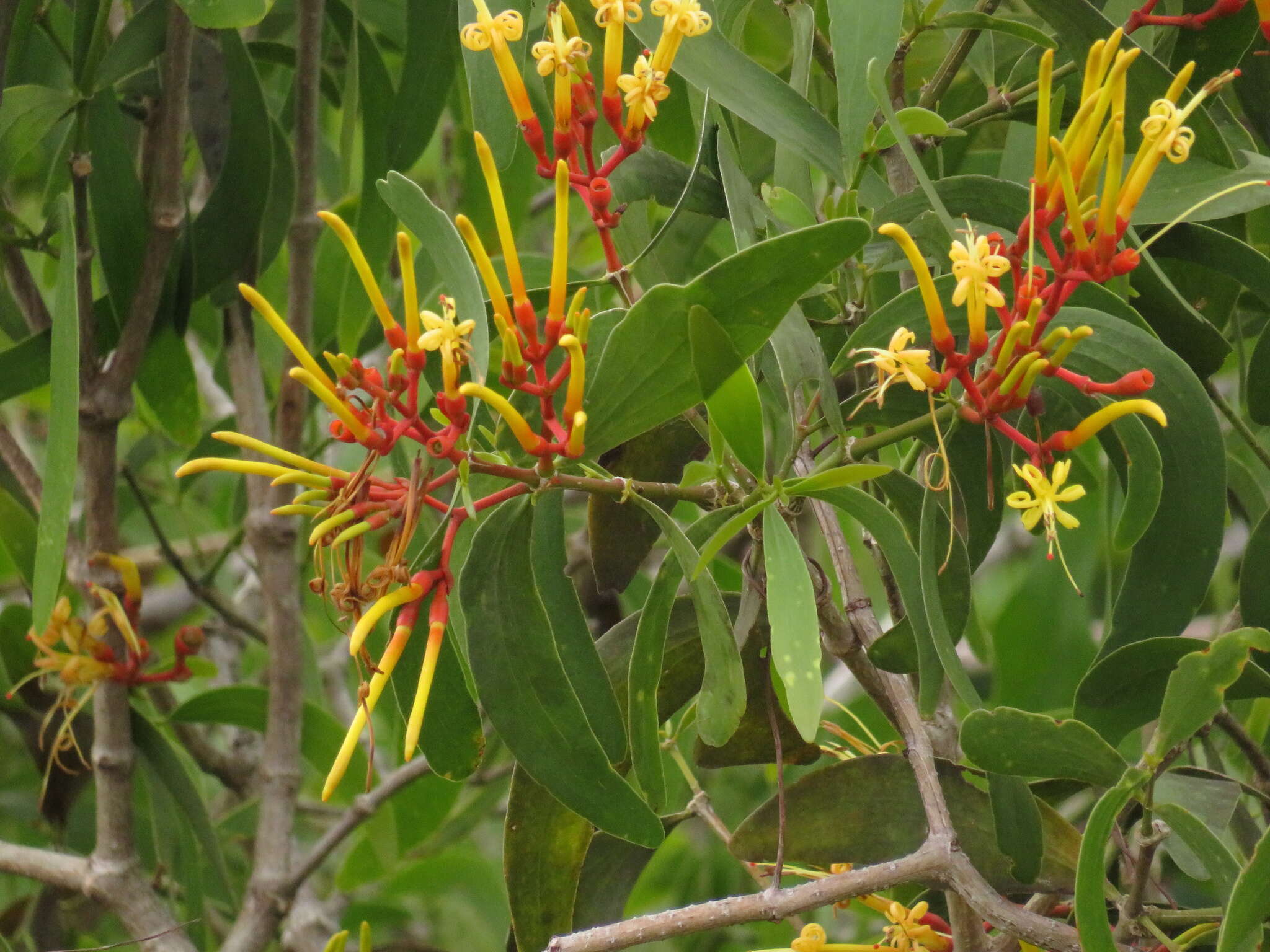 Imagem de Psittacanthus cucullaris (Lam.) G. Don