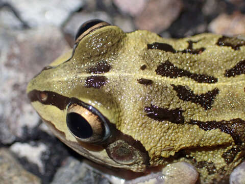 Image of Short-footed Frog