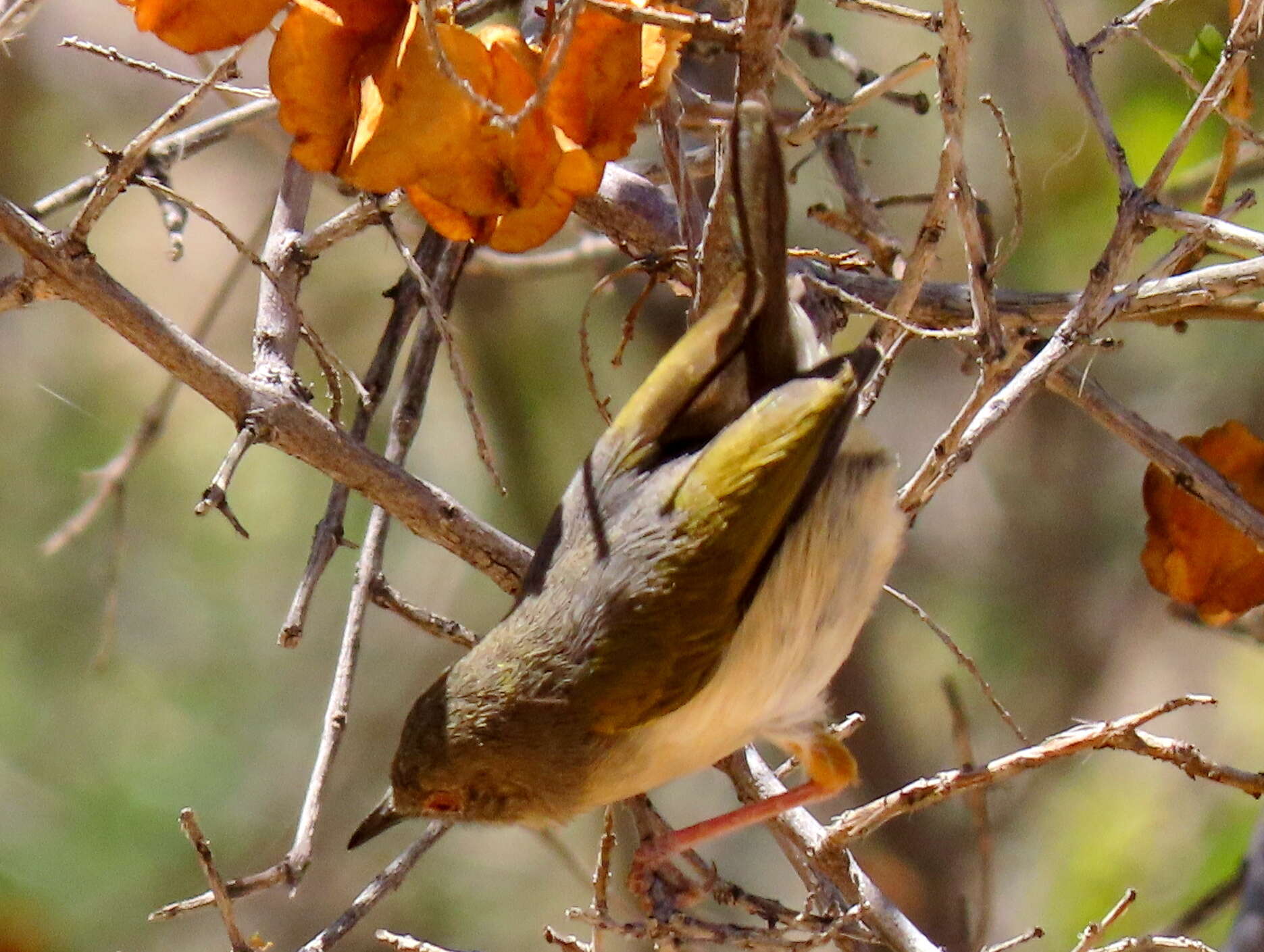 <i>Camaroptera brachyura sharpei</i>的圖片