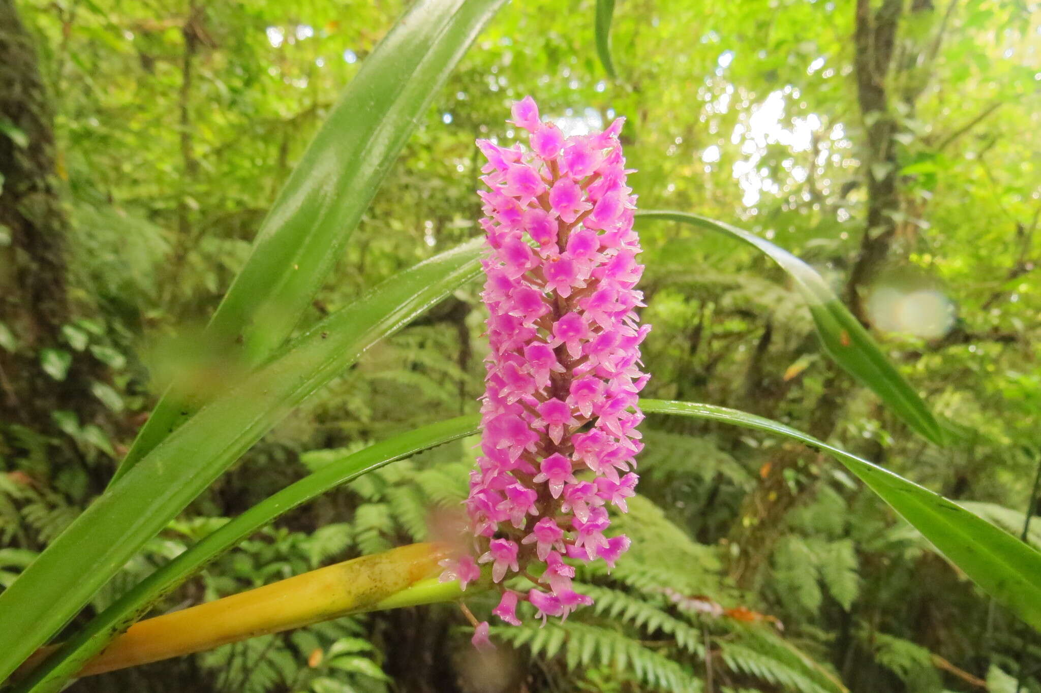 Imagem de Arpophyllum giganteum Hartw. ex Lindl.