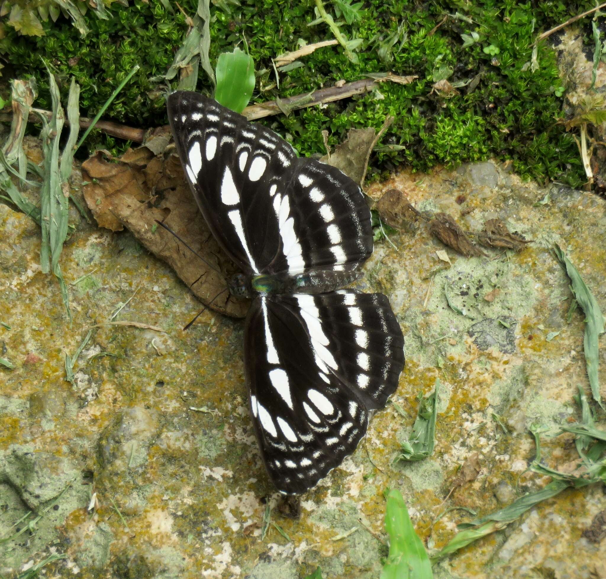 Image of Neptis duryodana nesia Fruhstorfer 1908