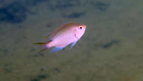 Image of Blue-spotted chromis