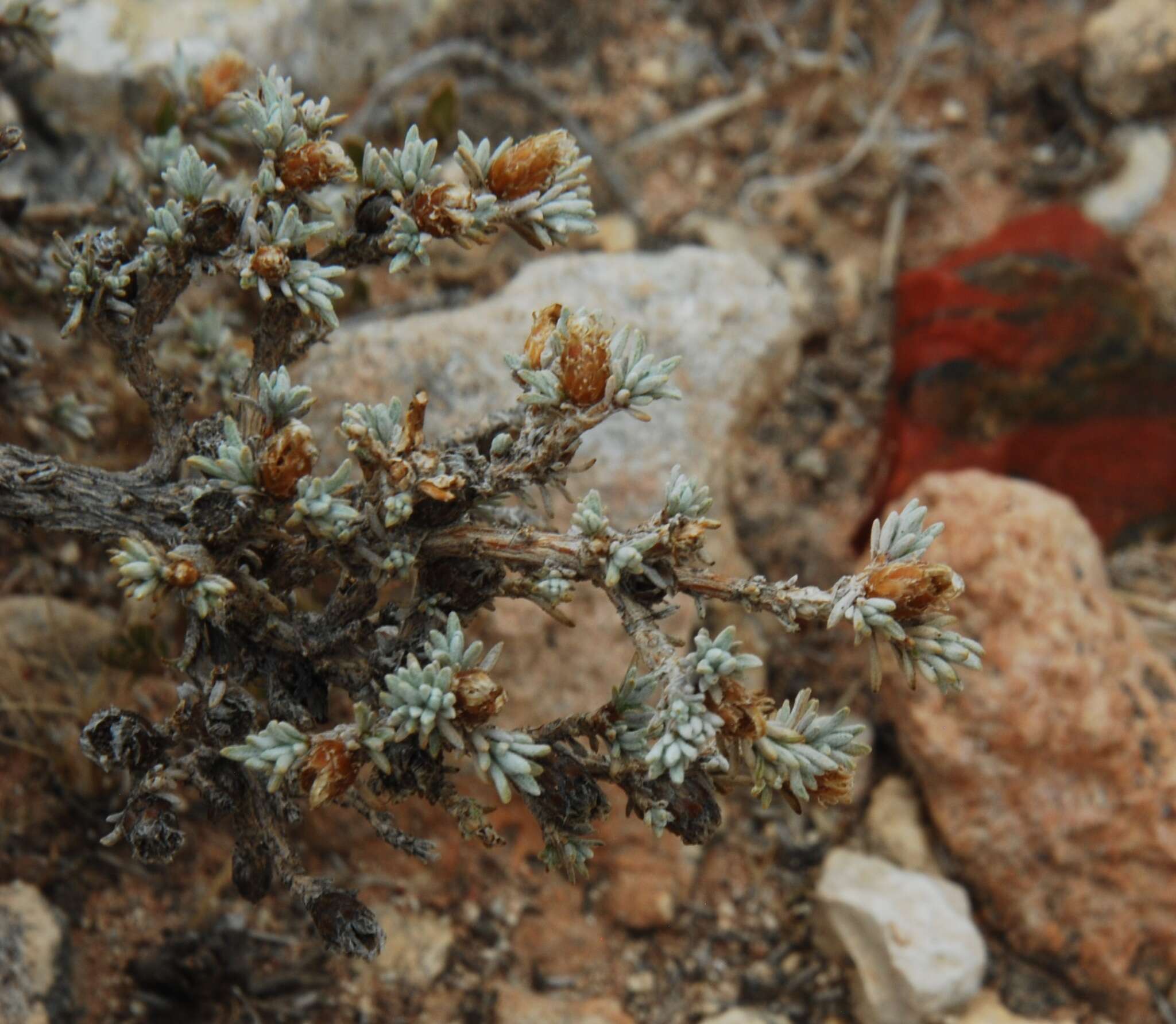 Amphiglossa tecta (Brusse) M. Koekemoer resmi