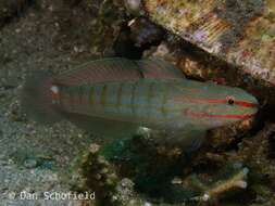 Image of Crosshatch goby