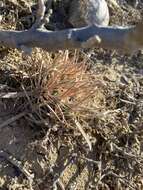 Image of Ferocactus fordii subsp. fordii