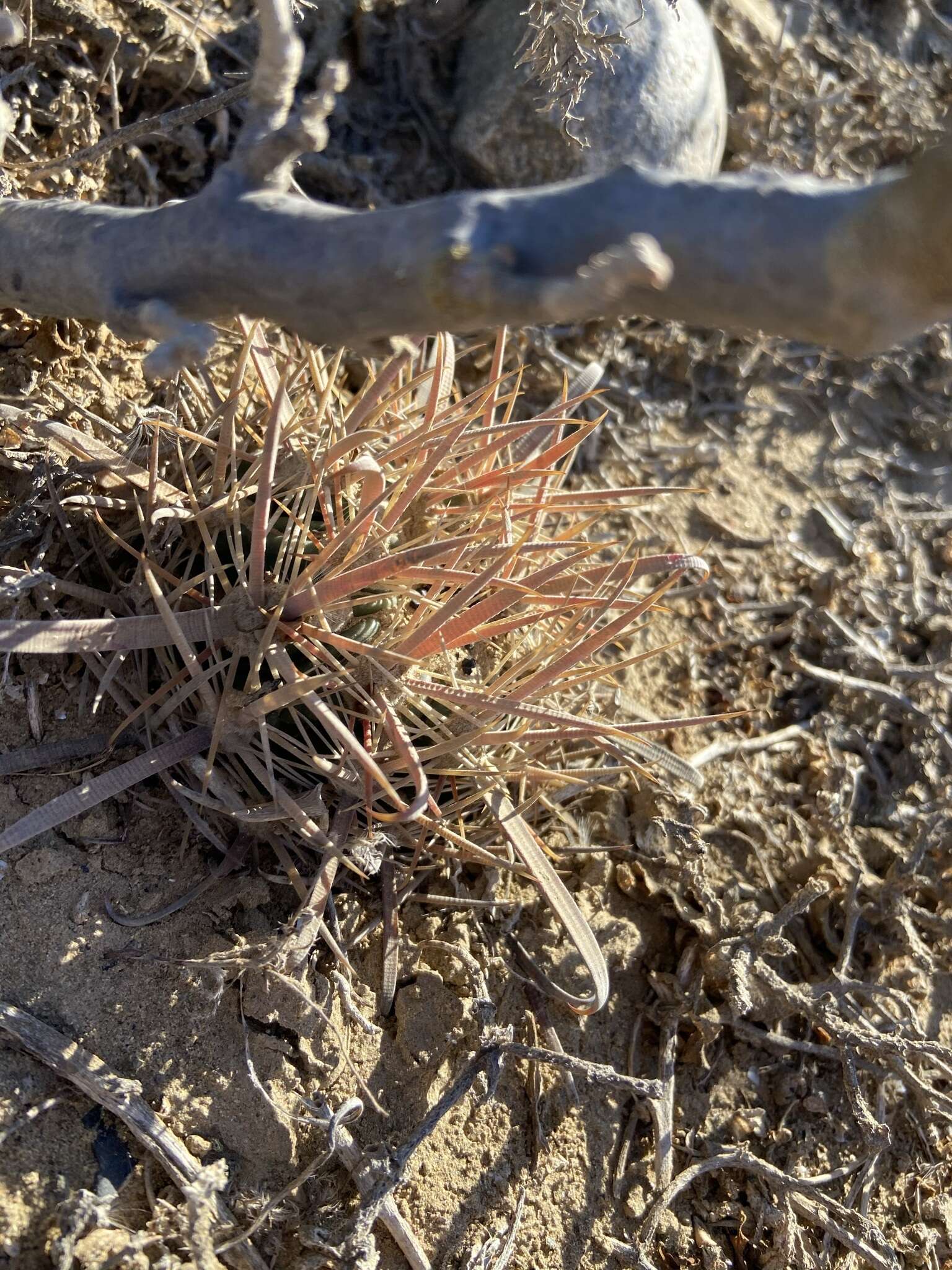 Image of Ferocactus fordii subsp. fordii