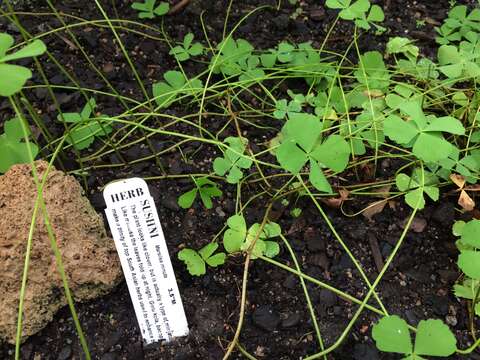 Image of Dwarf Water Clover