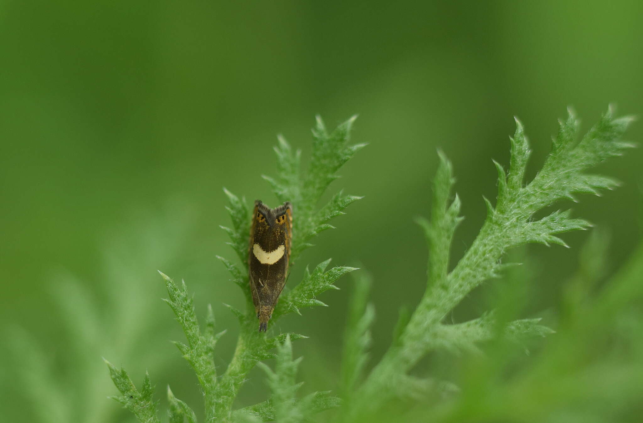 Image of Dichrorampha petiverella Linnaeus 1758