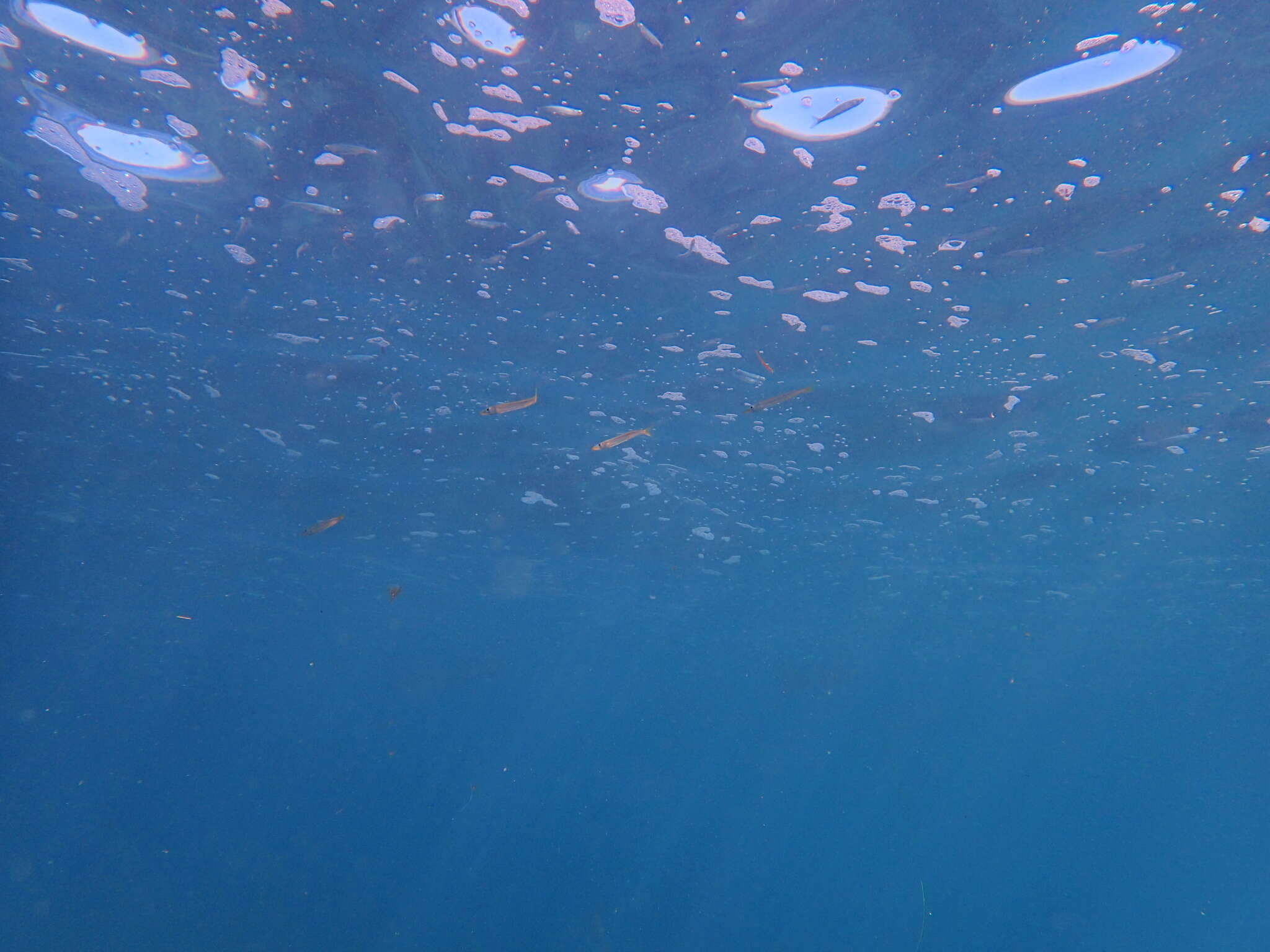 Image of Pacific barracuda