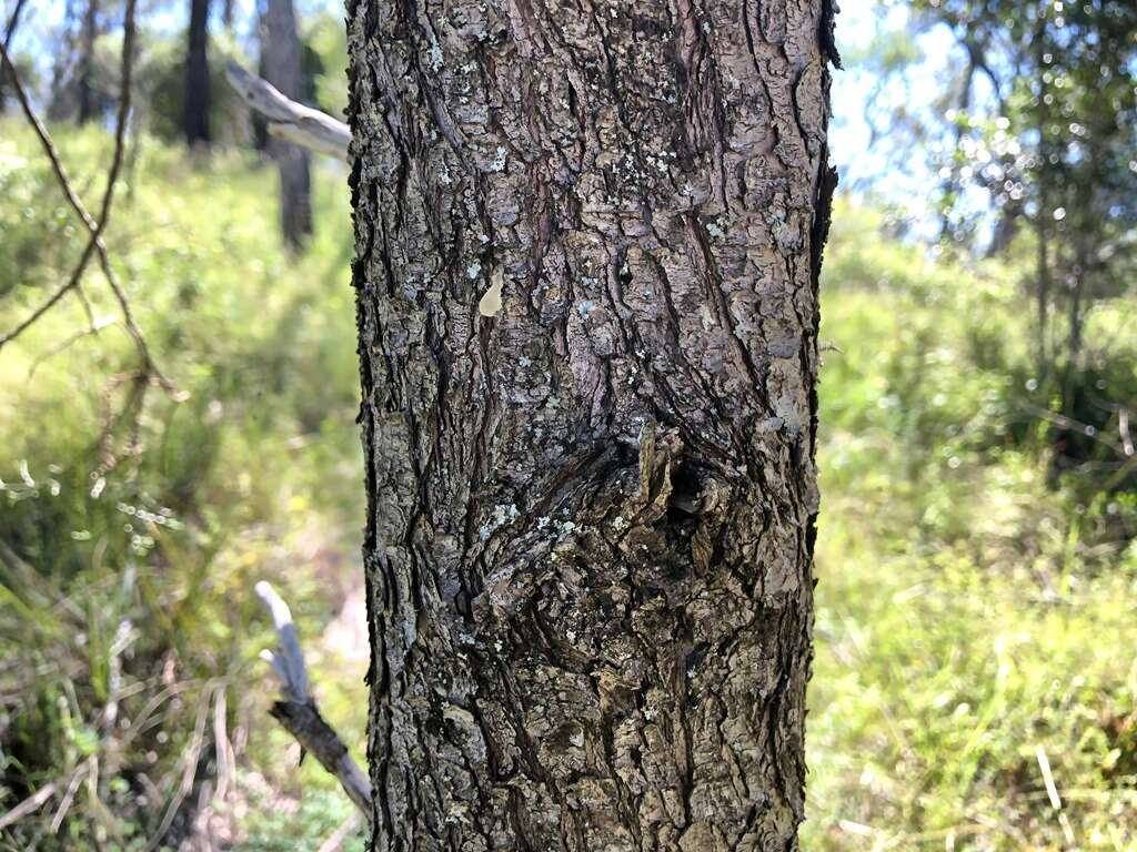 Image of Bailey's Cypress Pine