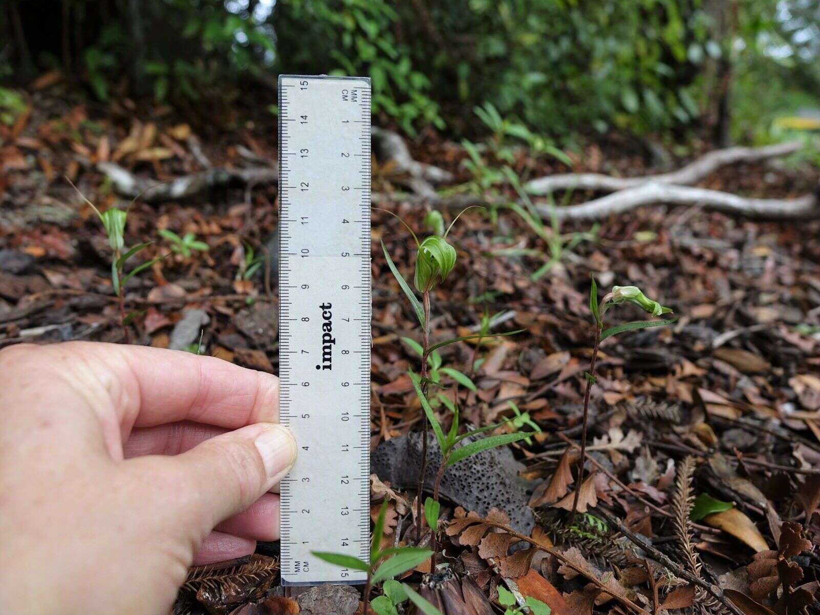 Image of Kauri greenhood