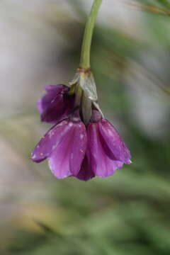 Image of Allium insubricum Boiss. & Reut.