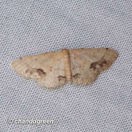 Image de Idaea chotaria Swinhoe 1886