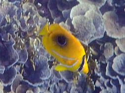 Image of Archer Butterflyfish