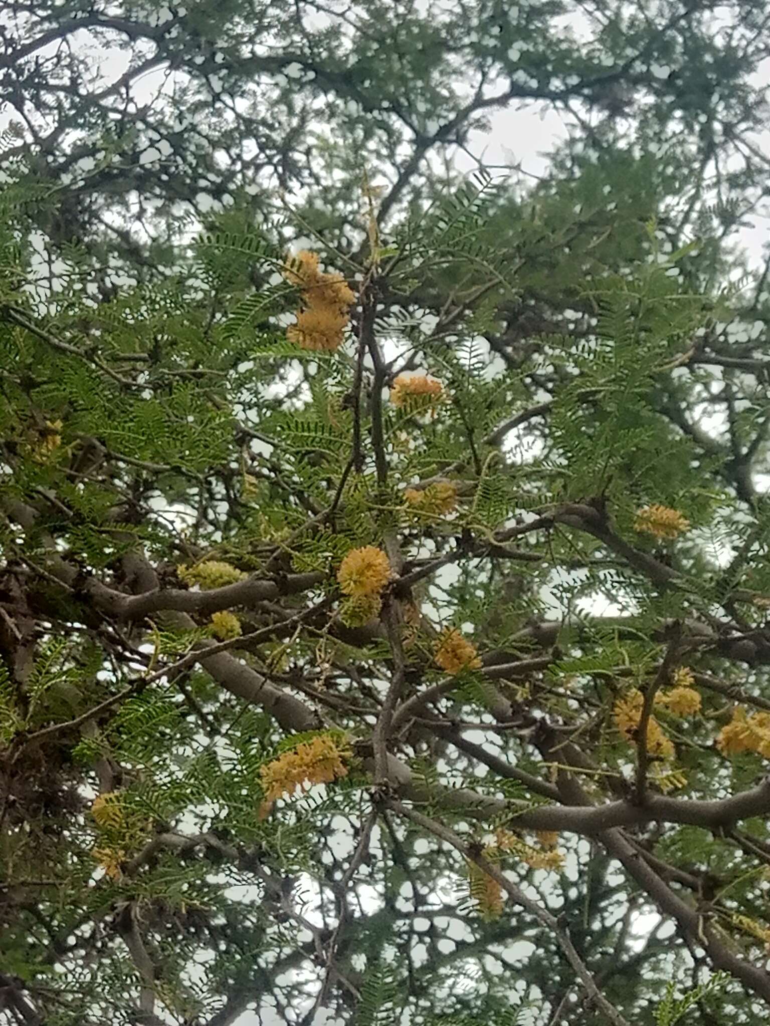 Imagem de Prosopis andicola