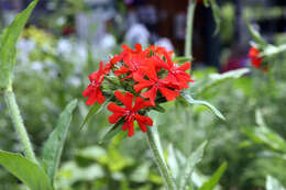 Слика од Silene chalcedonica (L.) E. H. L. Krause