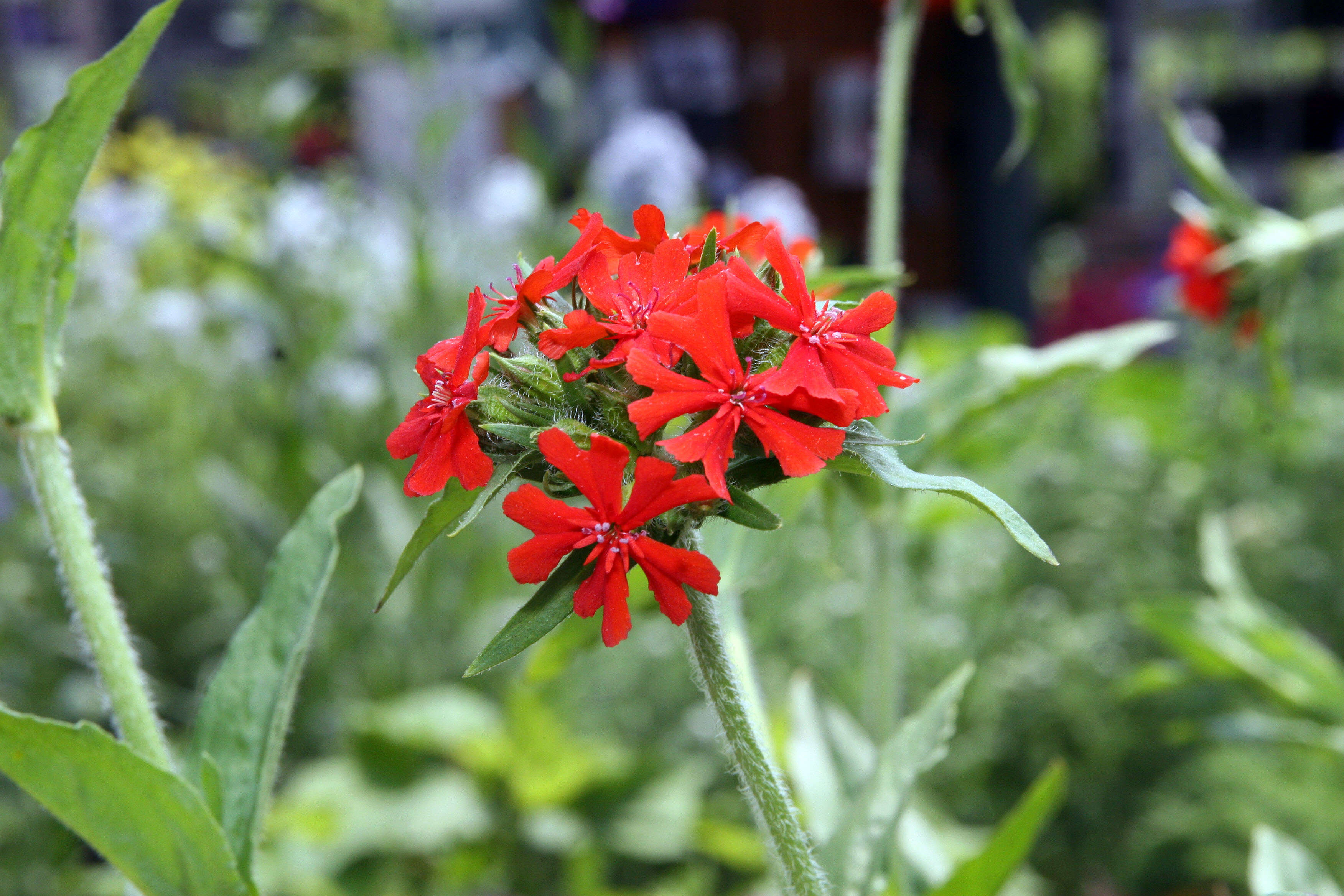 Слика од Silene chalcedonica (L.) E. H. L. Krause