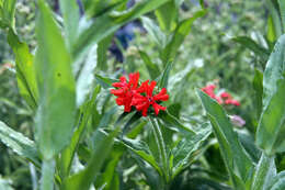 Слика од Silene chalcedonica (L.) E. H. L. Krause